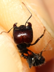 Messor barbarus