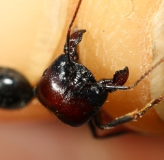 Messor barbarus