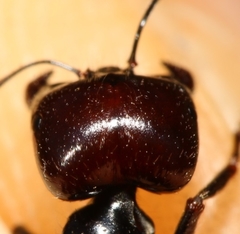Messor barbarus
