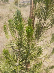 Pinus brutia eldarica