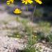 California Coreopsis - Photo (c) Greg Funka, some rights reserved (CC BY-NC), uploaded by Greg Funka