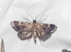 Anageshna