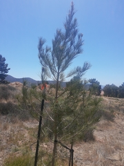Pinus brutia eldarica