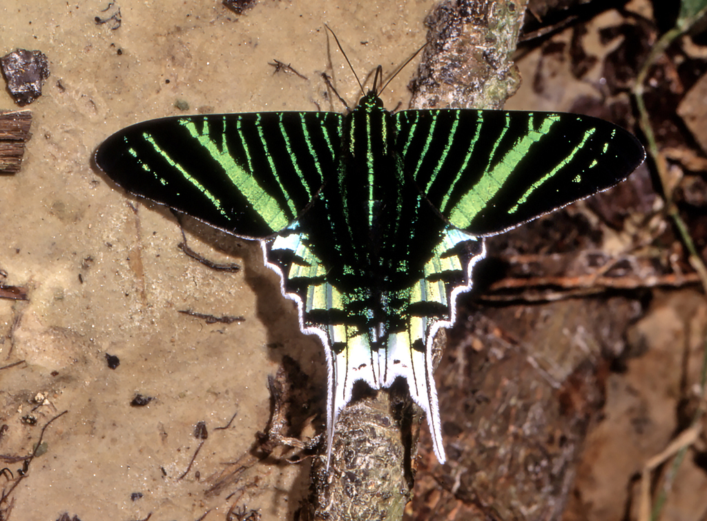 Swallowtail Moths