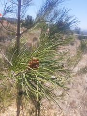 Pinus brutia eldarica