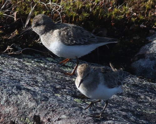 Correlimos de Temminck (Calidris temminckii)