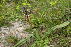 Bellevalia trifoliata