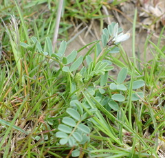 Astragalus guttatus