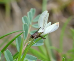 Astragalus guttatus