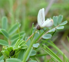 Astragalus guttatus