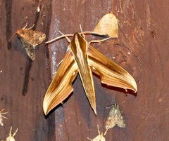 Xylophanes schreiteri
