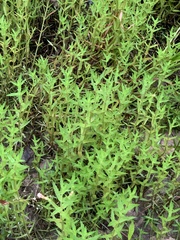 Gratiola brevifolia