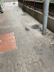 Streptopelia chinensis