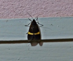 Aclytia