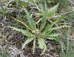 Neotorularia torulosa