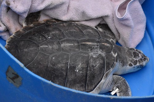 Kemp's Ridley Sea Turtle photographed in Mississippi