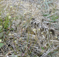 Hornungia procumbens