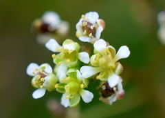 Hornungia procumbens