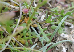 Hornungia procumbens