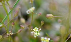 Hornungia procumbens