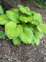 Hosta sieboldiana