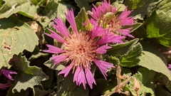 Centaurea pullata