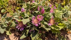 Centaurea pullata