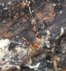 Stygnommatidae