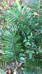 Zamia integrifolia