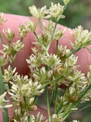 Juncus biflorus