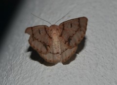 Dyscia distinctaria