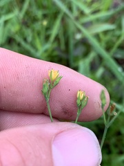 Hypericum gymnanthum