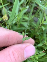 Hypericum gymnanthum