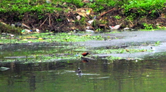 Jacana jacana