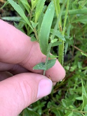 Hypericum gymnanthum