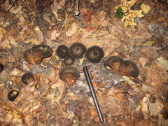 Lycoperdon umbrinum image