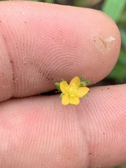 Hypericum gymnanthum