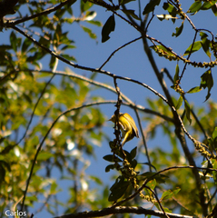 Leiothlypis ruficapilla