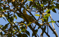 Leiothlypis ruficapilla