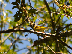 Leiothlypis ruficapilla