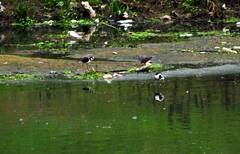 Himantopus mexicanus