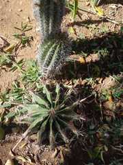 Stenocereus thurberi