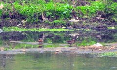 Amazonetta brasiliensis