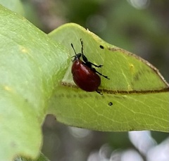 Homoeolabus analis
