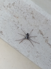 Pulchellodromus pulchellus