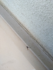 Pulchellodromus pulchellus