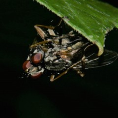 Hydrophoria lancifer