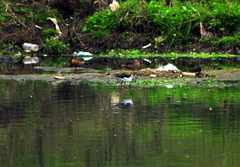 Amazonetta brasiliensis