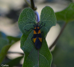 Oncopeltus varicolor varicolor