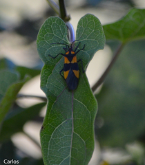 Oncopeltus varicolor varicolor